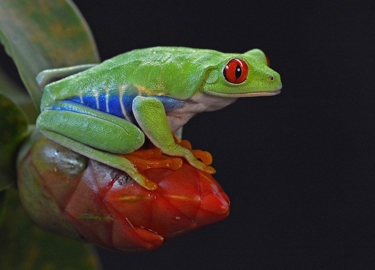 Red Eye Tree Frog - bioactive terrarium