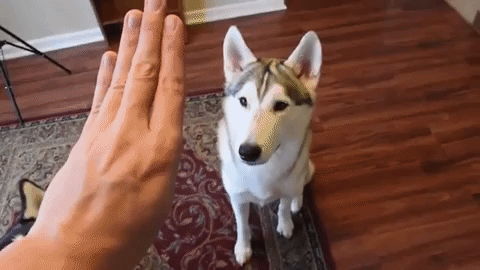 Teach dog hand signal for stay