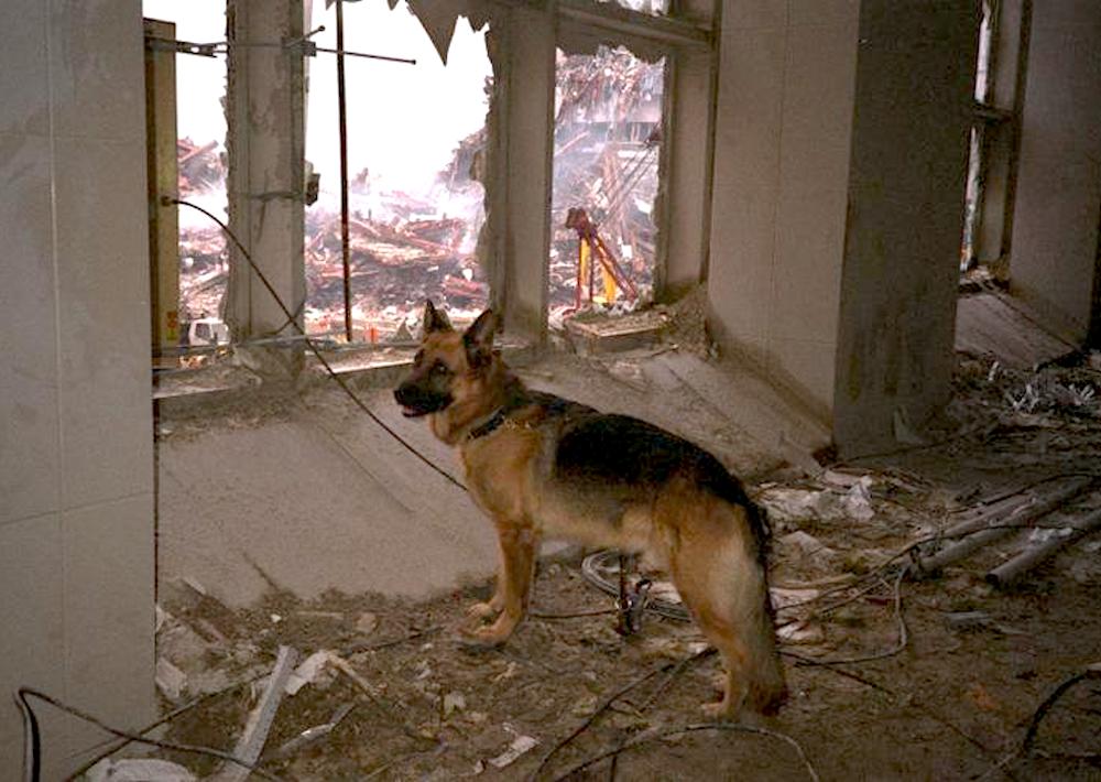 9/11 search and rescue dog Quest