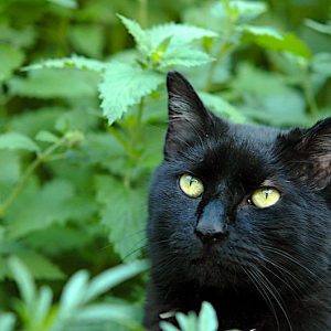 Can cats overdose on catnip?