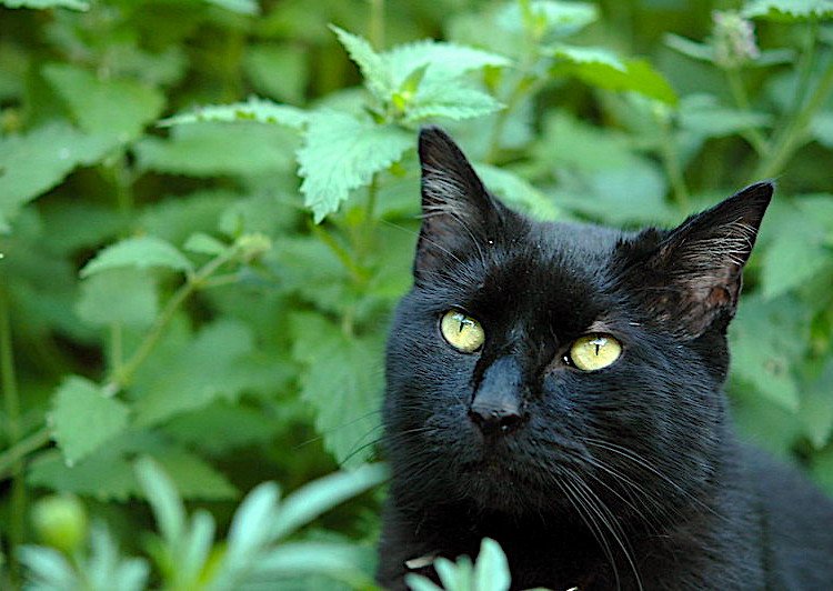 Can cats overdose on catnip?