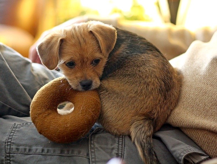 Why Does My Puppy Have Bad Breath Here Are 6 Possible Reasons