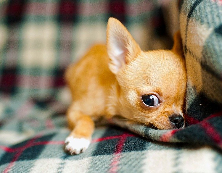 What causes puppy breath?