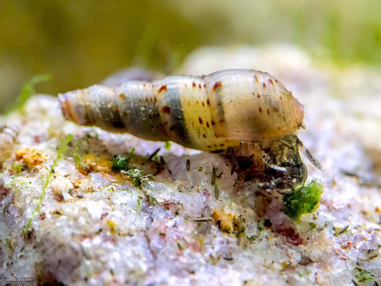 How to care for Malaysian trumpet snails