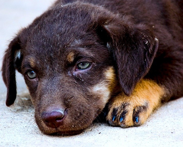 Rabies: What Pet Parents Should Know - Petful