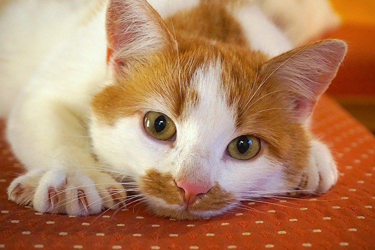 signs of deafness in cats