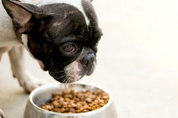 How to switch dog food gradually