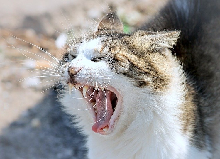 symptoms of deafness in cats