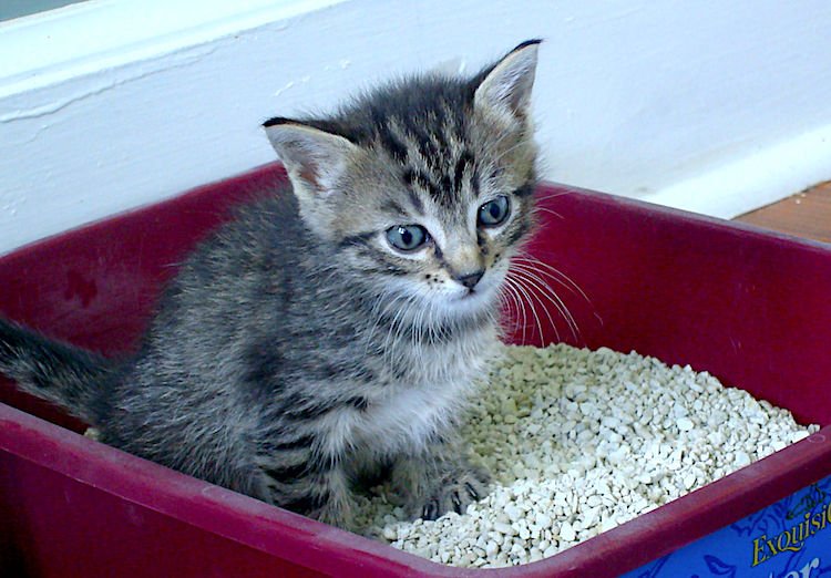 Can Cats Get Bladder Infections From a Dirty Litter Box