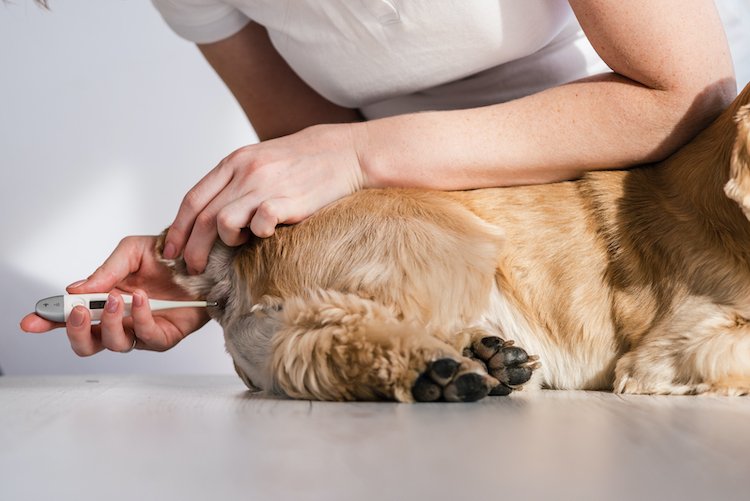 how do you take a dogs temperature under the arm