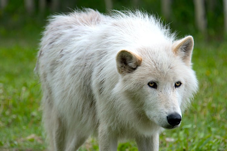 Buying a wolf-dog hybrid