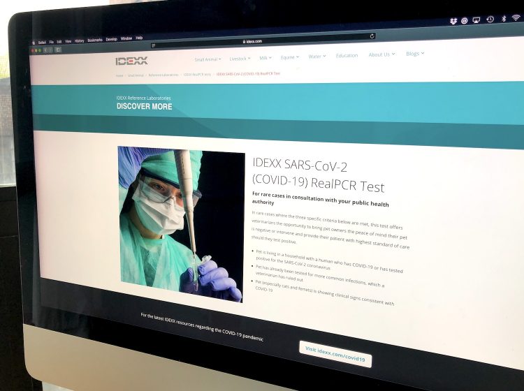 COVID19 Test for Pets 10 Facts You Need to Know Petful