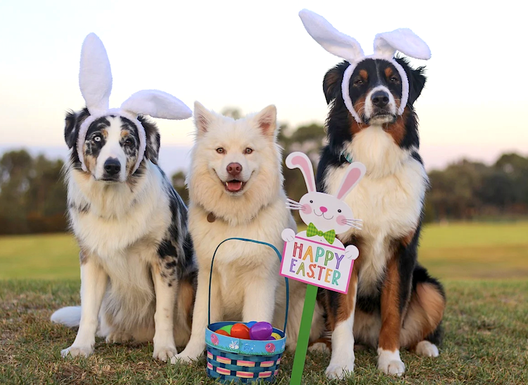 Easter Baskets and Pets