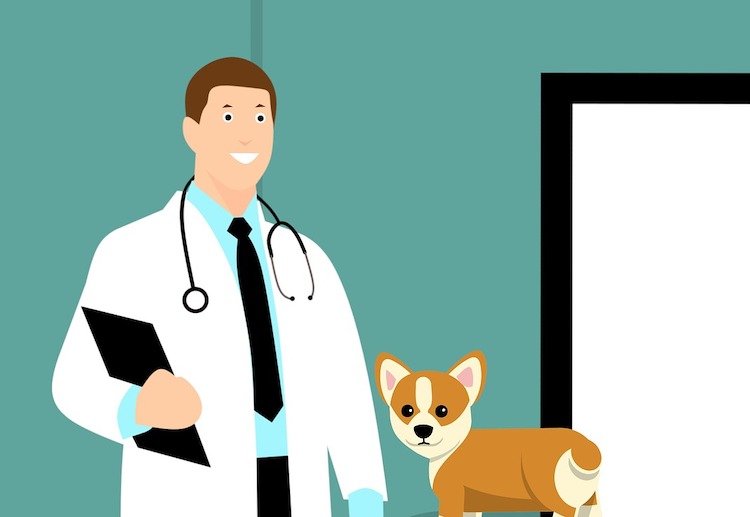 Pet health quiz