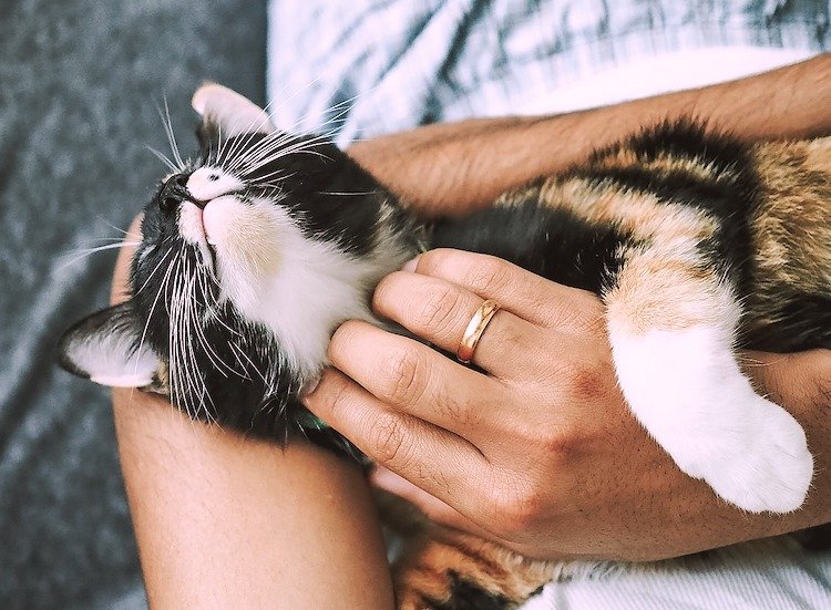 Adopting a Pet During the COVID-19 Crisis