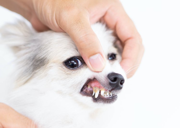 How to brush dogs' teeth