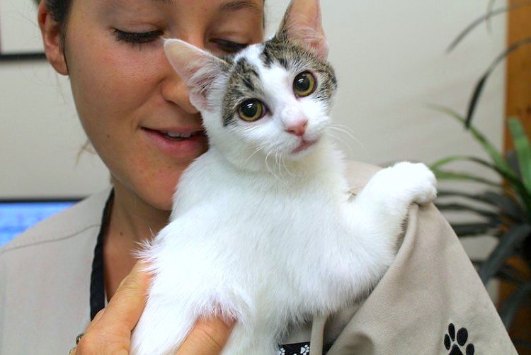 Feline-Only Veterinary Clinics