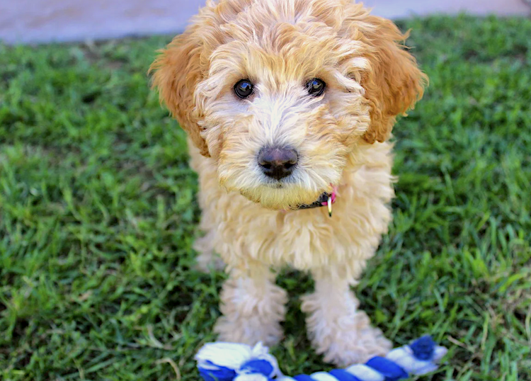 Photo of a Labradoodle puppy looking up at the viewer. (Health Problems in Labradoodles and Doodles)