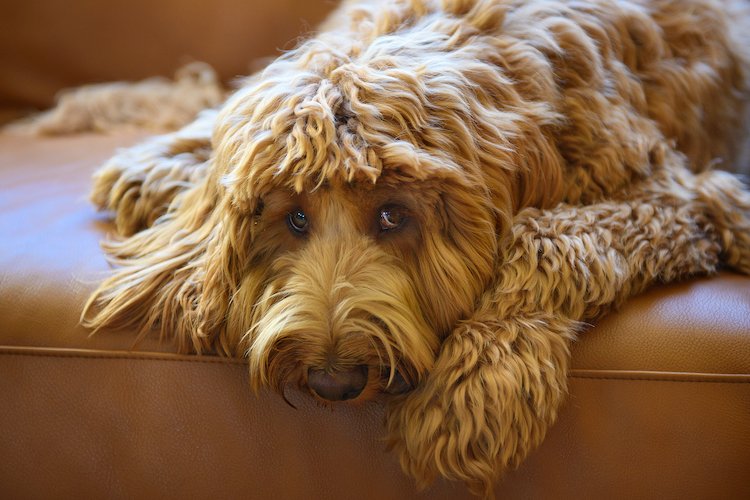 Health Problems in Labradoodles