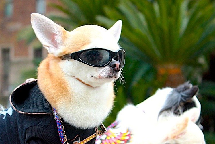 Photo of a Chihuahua looking really cool wearing doggy sunglasses and a jacket