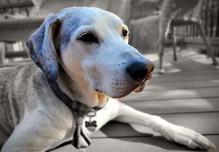 Senior Dog Summer Activities Your Pooch Will Love