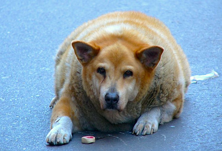 Obesity in Dogs and Cats