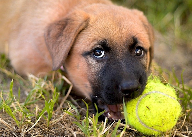 puppy playing aggressively