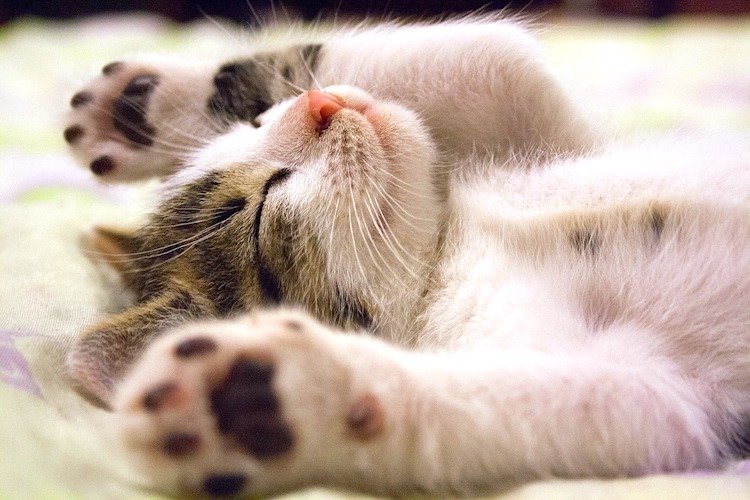 Photo of a cute sleeping kitten
