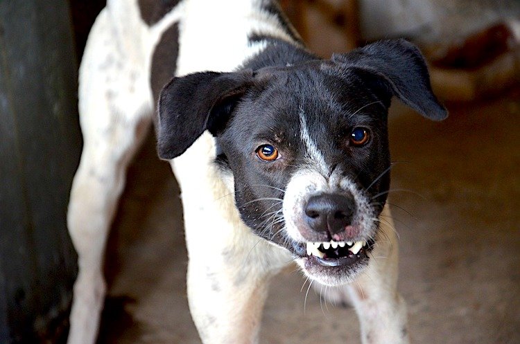 Photo of a growling black-and-white dog