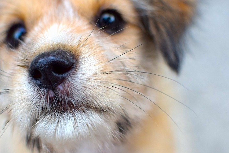 Close-up photo of a little brown dog's nose and whiskers.