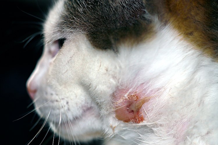 Close-up photo of an abscess on a cat.