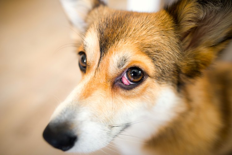 Photo of Welsh corgi pembroke dog with nictitans gland prolapse or "cherry eye" in right eye, dog with an eye problem