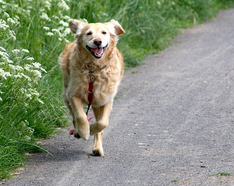 Photo of a Golden Retriever running toward the viewer