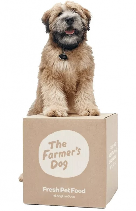 Photo of dog standing on box to go with The Farmer's Dog pricing information article