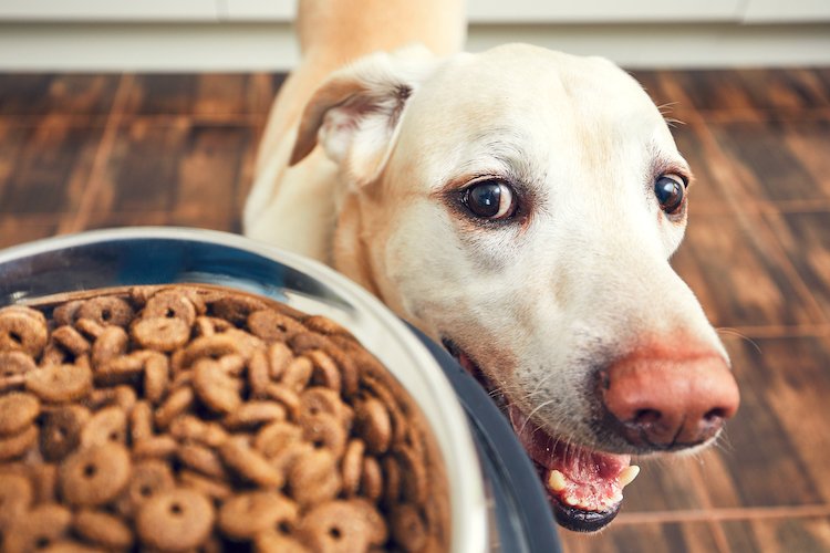 Photo of a Labrador Retriever next to a bowl of dog food