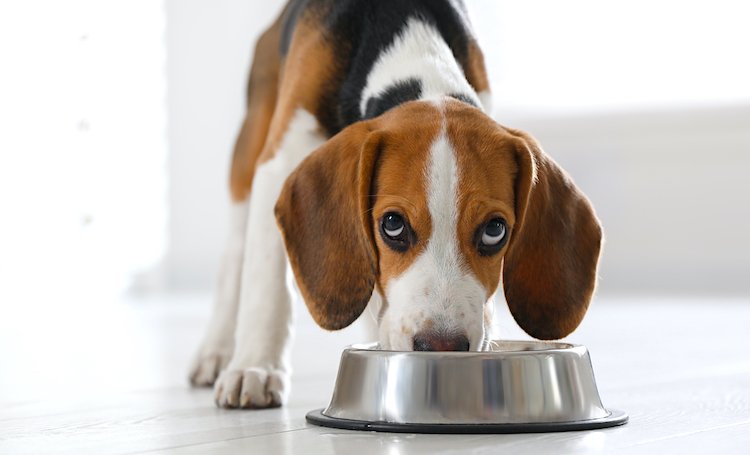 Photo of a Beagle puppy looking up while eating from a silver dog bowl.