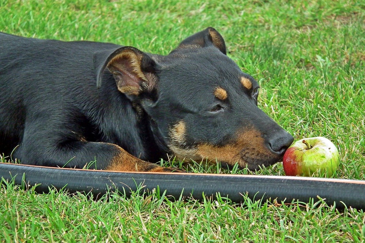 Green apples for deals dogs
