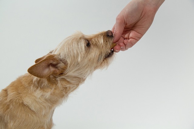 Can Dogs Eat Kiwi? Is Kiwi Good for Dogs?