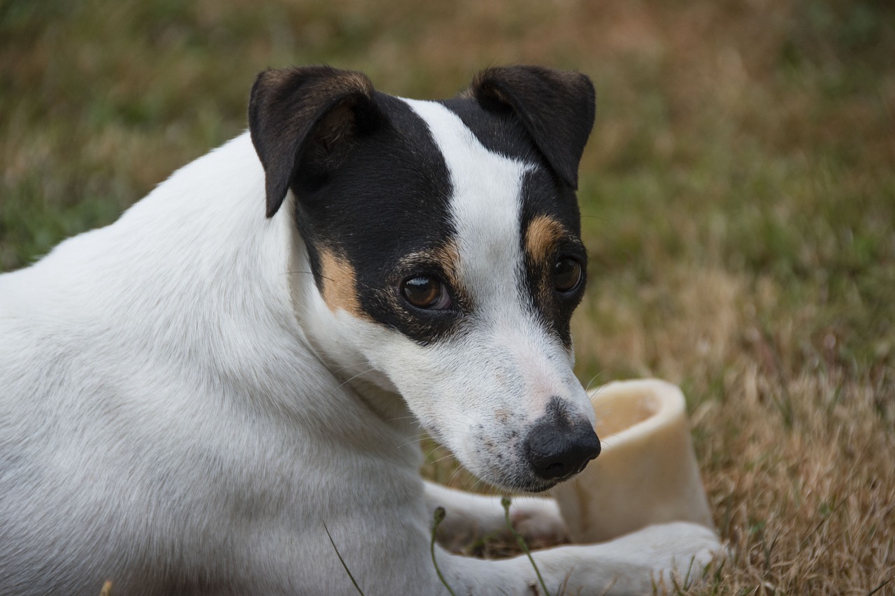 Can Dogs Eat Chicken Bones? A Comprehensive Guide - Petful