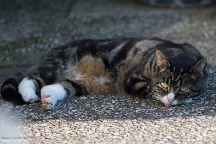 worms in cats image