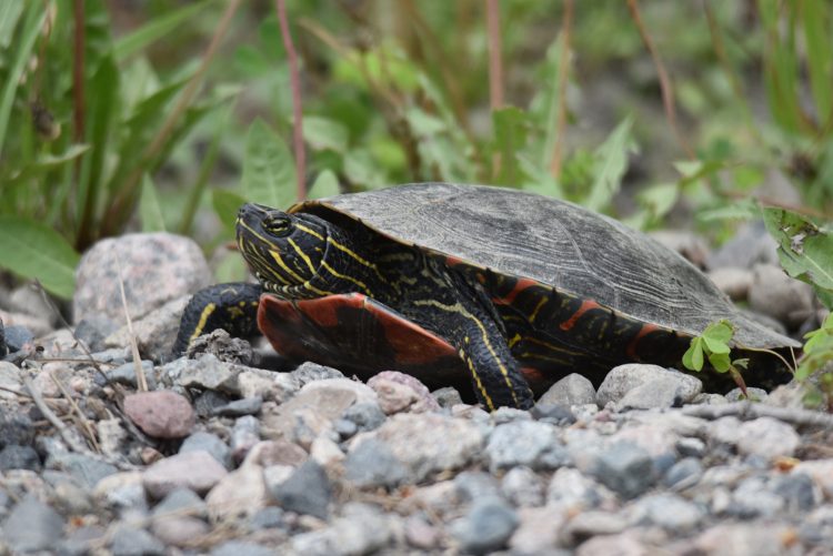 Painted turtle laying eggs