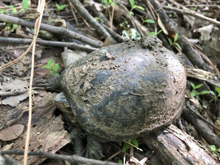 how to take care of a turtle image