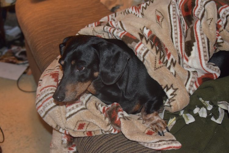 obese dogs how to avoid