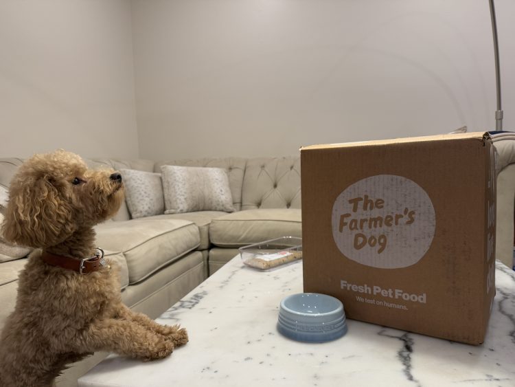The Farmer's Dog Cost: Photo of dog anticipating The Farmer's Dog, which helps the owner consider pricing