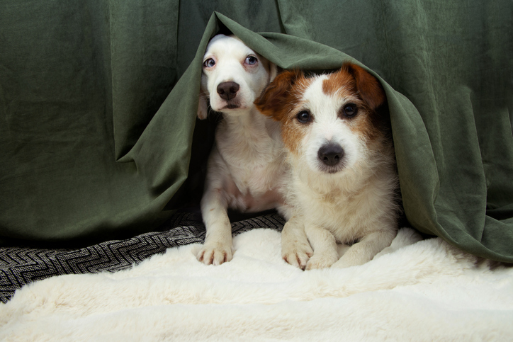 Two dogs hiding under a green blanket - how to calm a dog during a storm by providing a safe den space