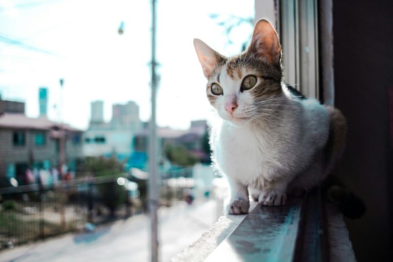 Cat sitting by a pet proof screen