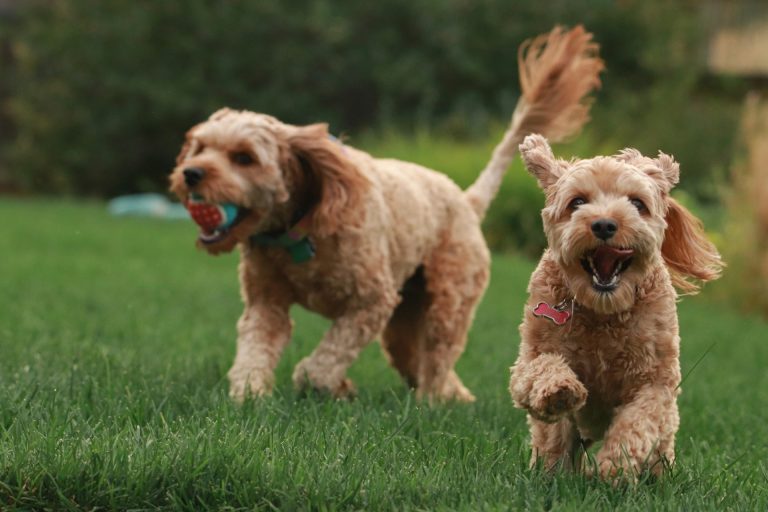 Two Goldendoodle dogs running on grass