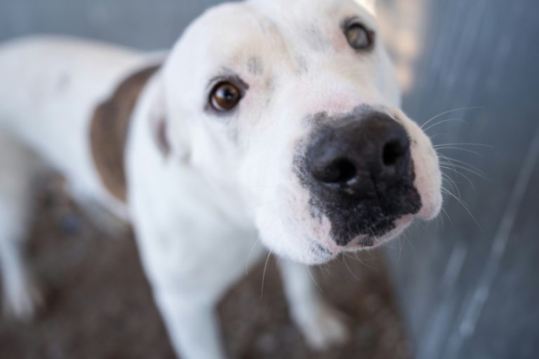 Tan and white pitbull tilting its head