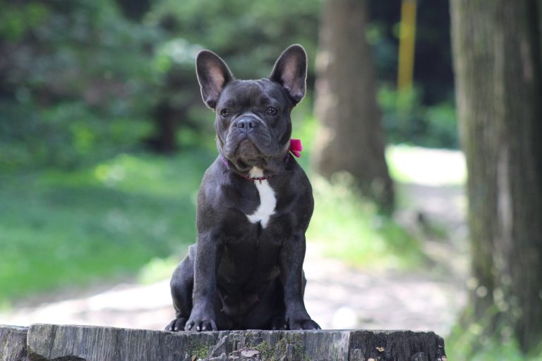 French bulldog most popular dog breeds