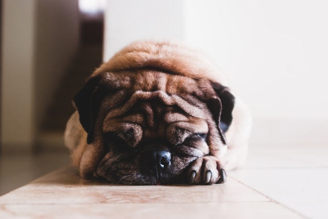 Senior pug sleeping on hard floor, risk of pressure sores.